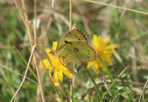 Colias sp.